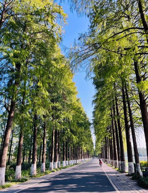 武汉休闲放松怎么样？去东湖骑行效果好吗？真实经历分享